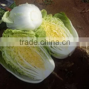 Chinese Cabbage thumbnail-2