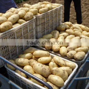 NEW GROP HOLLAND POTATO thumbnail-1