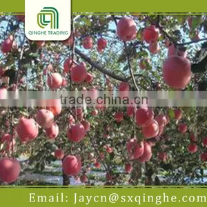 China Best Market Price Fuji Apple thumbnail-1