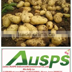 China Fresh Potato With Best Price thumbnail-4