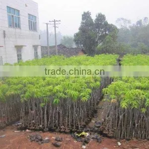 Mango Tree Seedling Mangifera Indica Tree Seedlings thumbnail-5