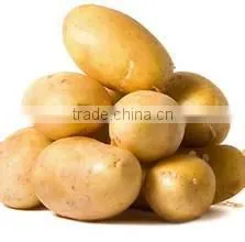 Chinese Holland Potato in Hot Sale thumbnail-1