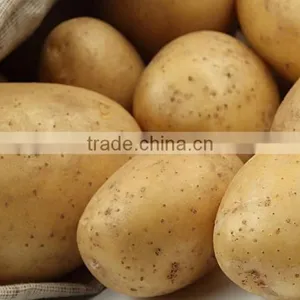 Fresh Bulk Potatoes for Sale 2016 Crop thumbnail-5
