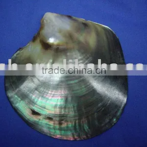 Polished Black Tahiti Mother of Pearl Raw Shells thumbnail-1