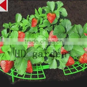Strawberry Support thumbnail-5