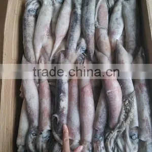 Todarodes Pacificus Squid Variety Frozen Whole Round Squid FROZEN SEAFOOD thumbnail-1