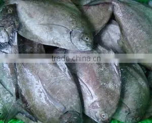 BLACK POMFRET/ CHANDA/ BUTTERFISH thumbnail-3
