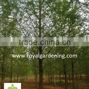 Ginkgo Biloba ( Deciduous Tree) for Cold Climate Landscaping Wholesale Export thumbnail-3