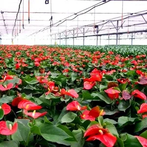Large Size Plastic Film Multi Span Agricultural Greenhouses thumbnail-3