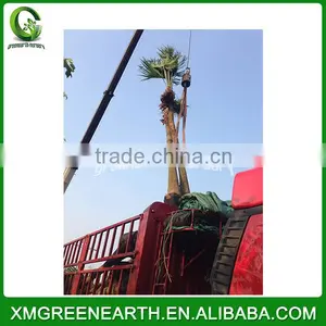 Livistona Chinensis Palms High Trunk (3) thumbnail-2