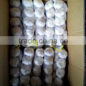 Normal White Garlic thumbnail-1