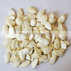 Chinese New Crop White Pumpkin Seeds 10cm,11cm,12cm,13cm thumbnail-1