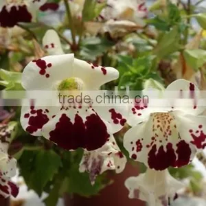 Golden Monkeyflower ,Mimulus , Flower Seeds , Herb Seed,vegetalbe Seed,fruit Seed,grass Seed thumbnail-3
