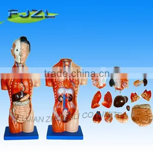 15parts 42cm Female Torso Model/human Anatomical Medical Teaching Model thumbnail-1