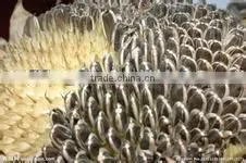 Bulk Sunflower Oil Extract thumbnail-1