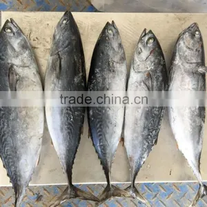 TOP Qualiyt 750g up Frozen Bonito Tuna for Market thumbnail-2