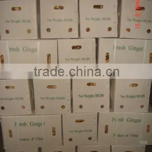 Chinese Fresh Ginger 2016 at Wholesale Ginger Price thumbnail-3
