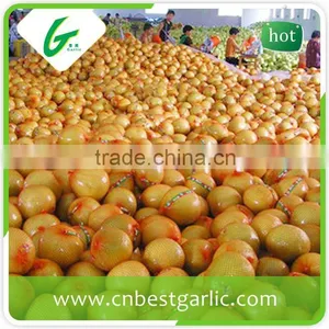 New Crop Honey Pomelo to Russia thumbnail-5