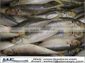 Hot Sale Frozen Horse Mackerel 20cm+ for Sale thumbnail-1