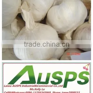 China Fresh Yellow Holland Potato thumbnail-1