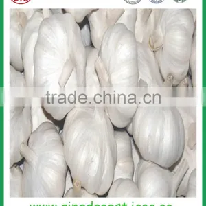 Wholesale Bulk 2016 Crop Fresh Galric thumbnail-5