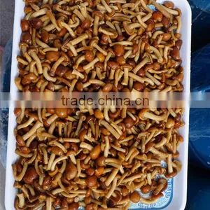 Pholiota Nameko / Pholiota Mutabilis thumbnail-4