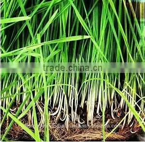 Pure Organic Lemon Grass Essential Oil thumbnail-2