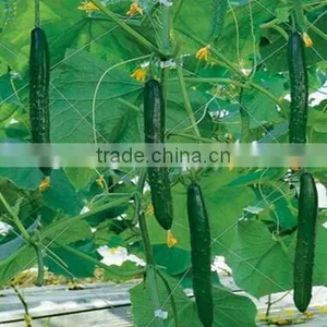 EU Market 8G/M2 Plant Support Net thumbnail-1