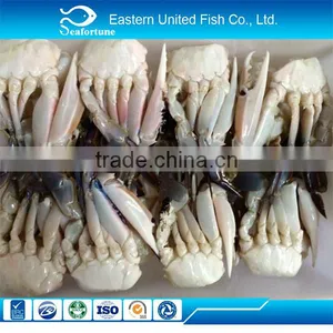 Seafood Export Frozen Fresh Blue Swimming Crab thumbnail-1