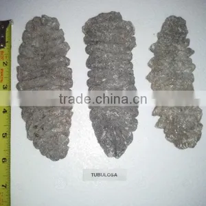 Isostichopus Fuscus thumbnail-5
