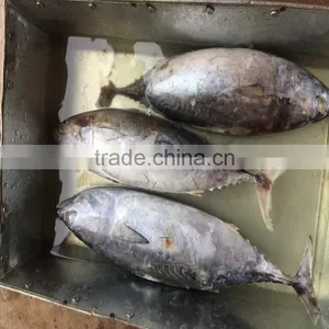 750G up Frozen WR Bonito Fish Bonito for Sale thumbnail-1