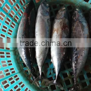 Bonito Tuna thumbnail-4