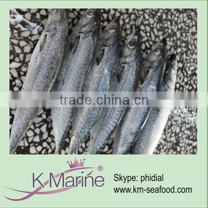 Frozen Scomber Japonicus From Pacific Ocean Lot Number#kmw4043 thumbnail-1