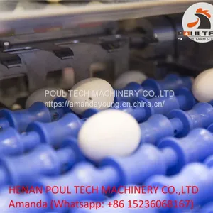 Egg Grading Machine for Sale 3000 - 10000 Eggs/Hour thumbnail-4