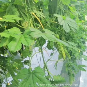 Strong Disease Resistant High Yield Bitter Gourd Seeds for Planting No.75 thumbnail-3