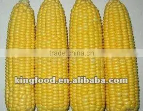 New Crop Frozen Sweet Corn thumbnail-1