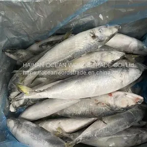 Pacific Mackerel, 100-200gles thumbnail-1