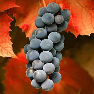 Pinli Zhu Grape Seedling Grape Vines thumbnail-1