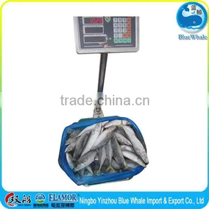 Hot Selling Pacific Mackerel Scomber to Africa thumbnail-5