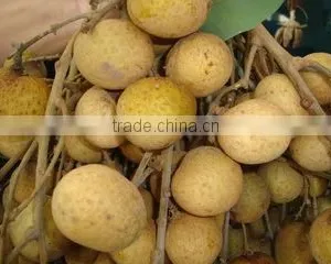 Longan thumbnail-1