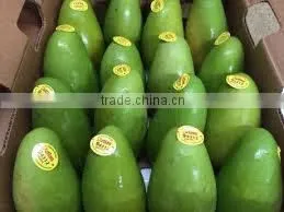 Green Mangoes thumbnail-4