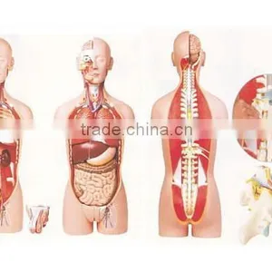 Human Body Model,DAPPER DAN TORSO 14-PARTS thumbnail-1