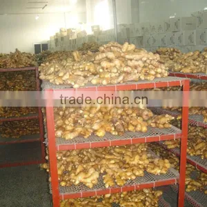 Shandong Fresh Ginger Size: 50g Up--300g Up. thumbnail-1