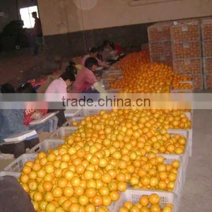 Chinese Fresh Orange Cheap Selling thumbnail-1