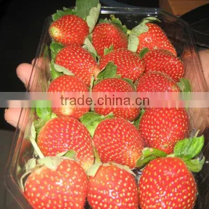 FRESH STREWBERRY thumbnail-3