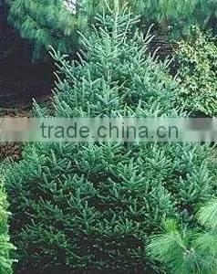 Abies Nordmanniana Plant thumbnail-1