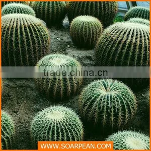 Home Decoration Green Artificial Cactus Plants thumbnail-1