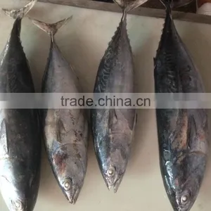 Bonito Tuna thumbnail-3