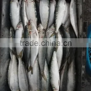 Low Price Canned Fish Sardine Frozen Sardine for Canning Good-quality thumbnail-4