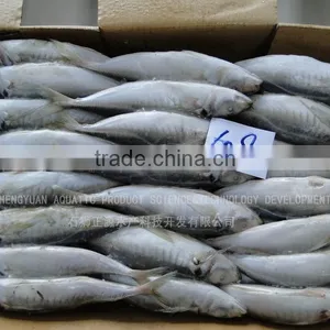 Frozen Fish Frozen Horse Mackerel 60--80 thumbnail-5